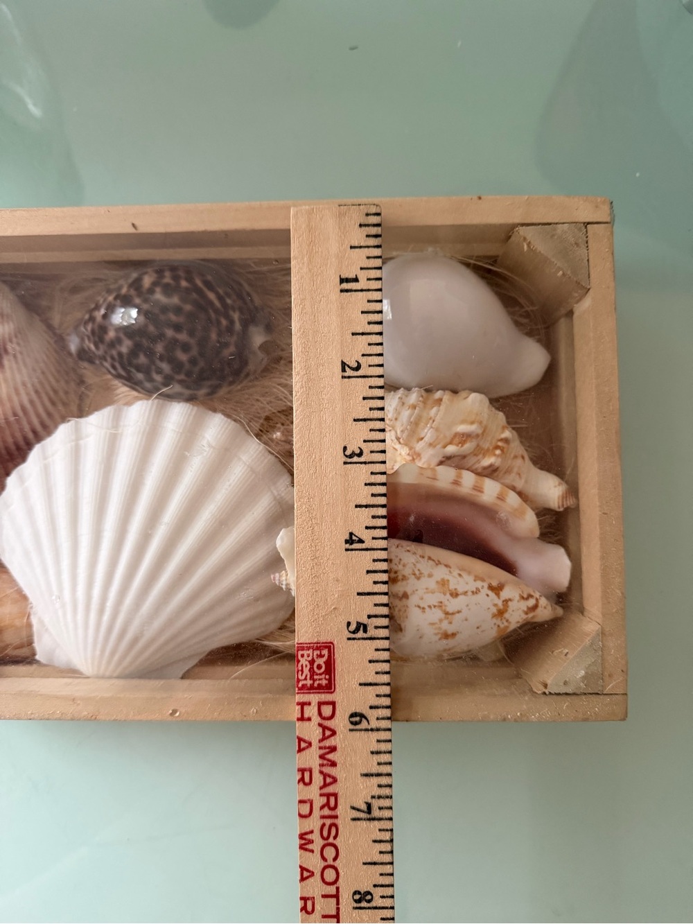 Coastal SeaShell Collection - Picture 3 of 13